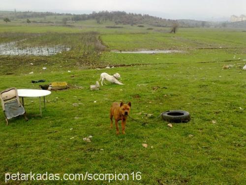 sarıı Dişi Amerikan Pitbull Terrier