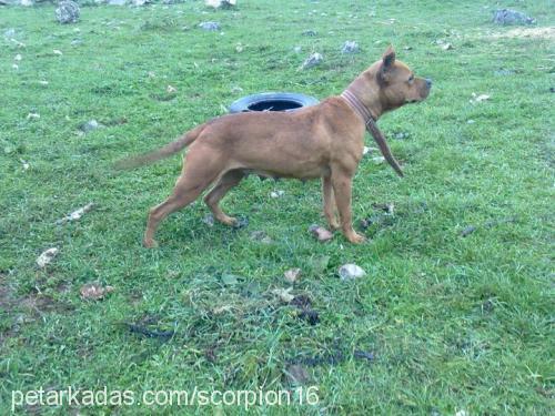 sarıı Dişi Amerikan Pitbull Terrier