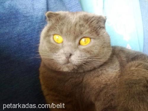 pikacu Erkek Scottish Fold