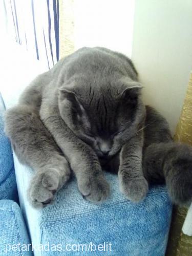 pikacu Erkek Scottish Fold