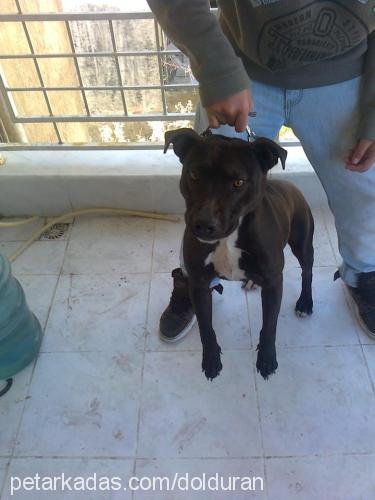 duman Dişi Amerikan Staffordshire Terrier