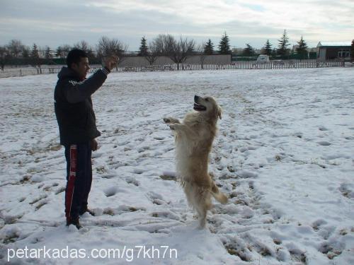 dozi Erkek Golden Retriever