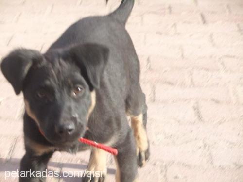 asİ Dişi Rottweiler