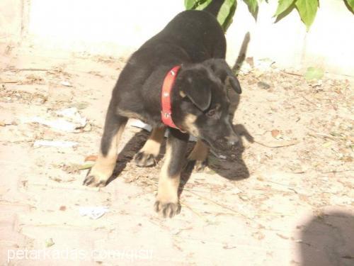 asİ Dişi Rottweiler