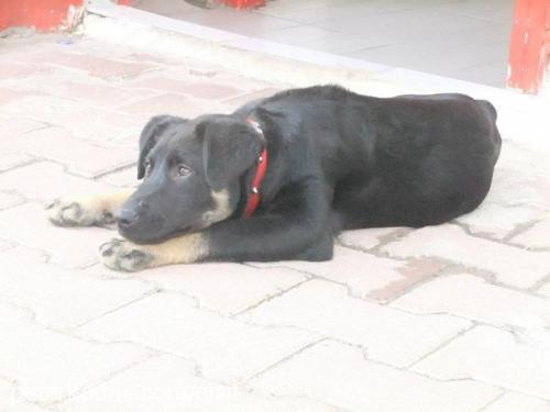 asİ Dişi Rottweiler