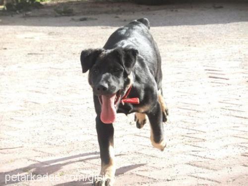 asİ Dişi Rottweiler