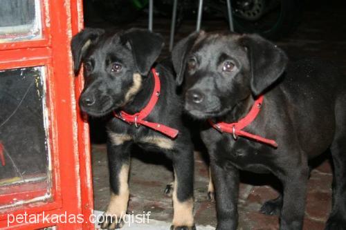 asİ Dişi Rottweiler