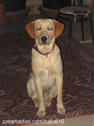 Çakal Erkek Labrador Retriever