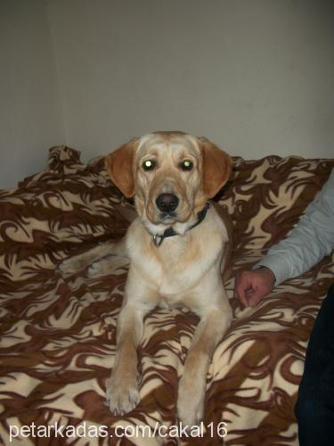 Çakal Erkek Labrador Retriever