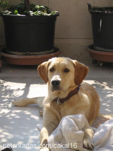 Çakal Erkek Labrador Retriever