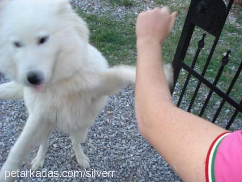 silver Erkek Samoyed