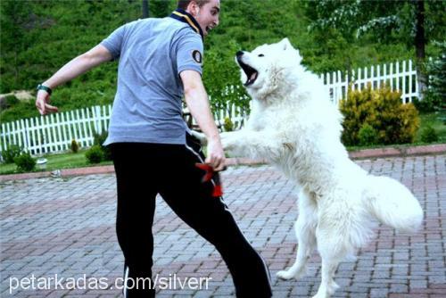 silver Erkek Samoyed