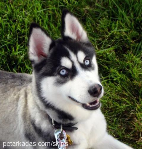 paris Dişi Sibirya Kurdu (Husky)