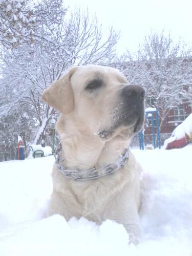 odin Erkek Labrador Retriever