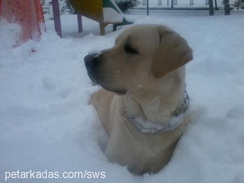 odin Erkek Labrador Retriever