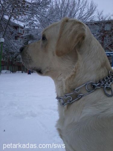 odin Erkek Labrador Retriever