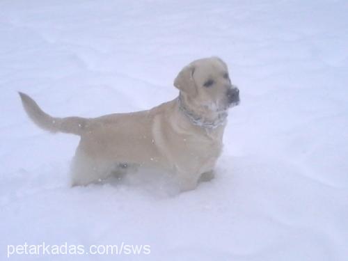 odin Erkek Labrador Retriever