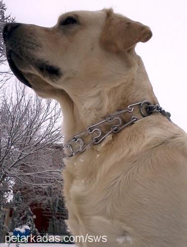 odin Erkek Labrador Retriever