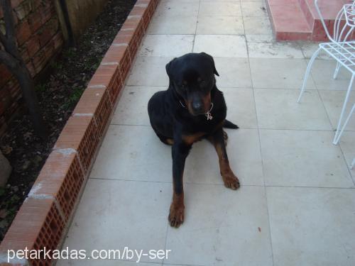 zeus Erkek Rottweiler