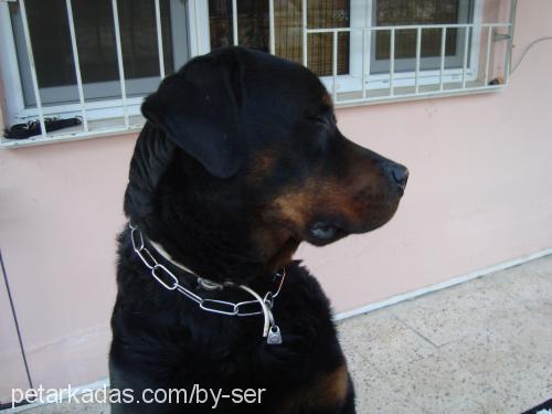 zeus Erkek Rottweiler