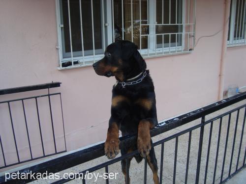 zeus Erkek Rottweiler