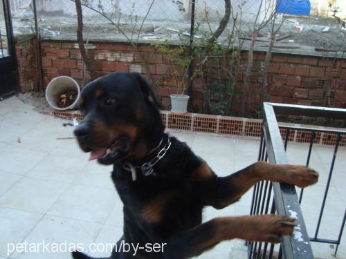 zeus Erkek Rottweiler