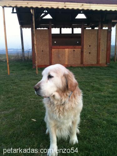 enzo Erkek Golden Retriever