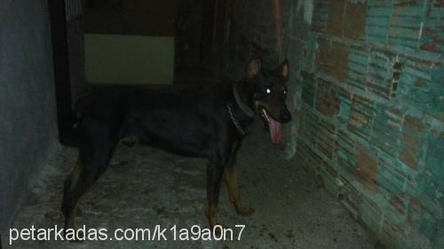 cash Erkek Doberman Pinscher