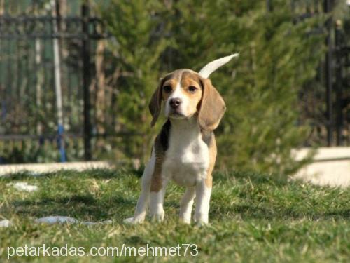 bal Dişi Beagle