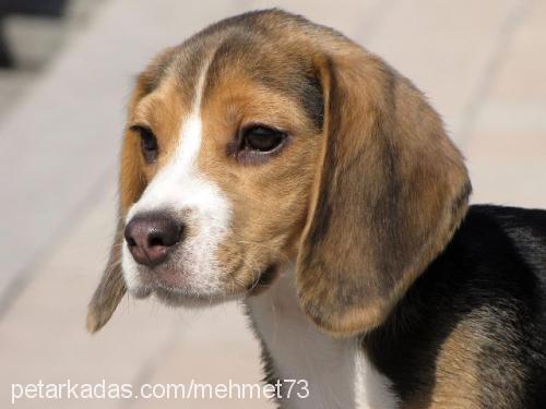 bal Dişi Beagle