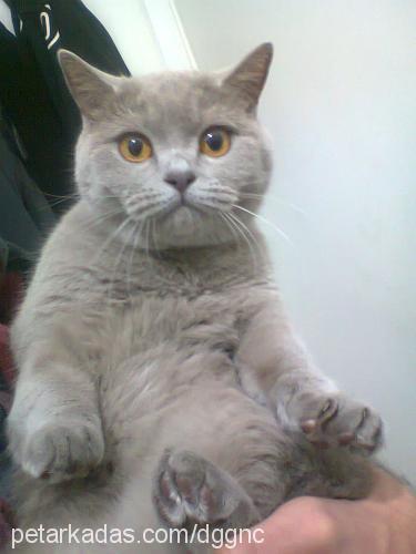 dudu Dişi British Shorthair