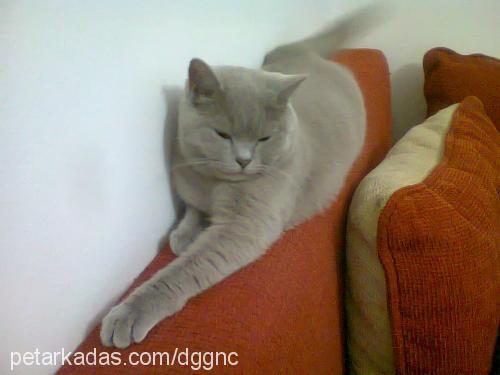 dudu Dişi British Shorthair