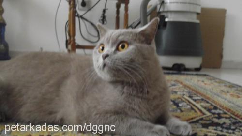 dudu Dişi British Shorthair