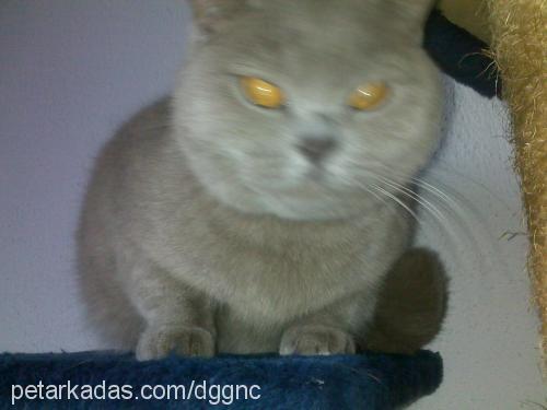 dudu Dişi British Shorthair