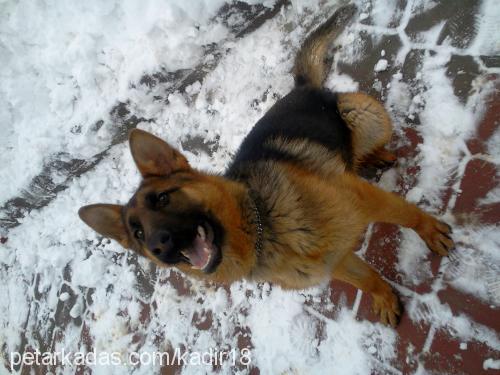 paşa Erkek Alman Çoban Köpeği