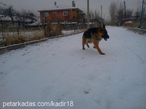 paşa Erkek Alman Çoban Köpeği