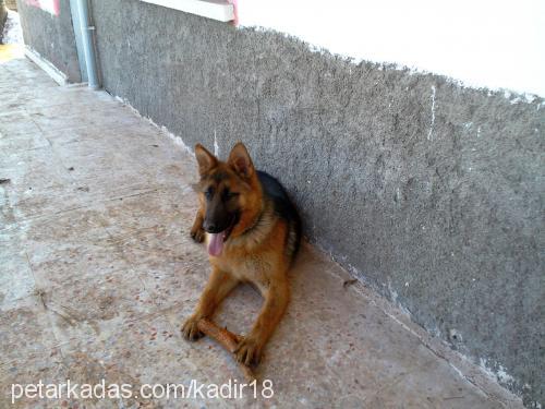 paşa Erkek Alman Çoban Köpeği