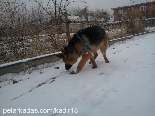 paşa Erkek Alman Çoban Köpeği