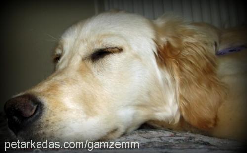 badem Dişi Golden Retriever