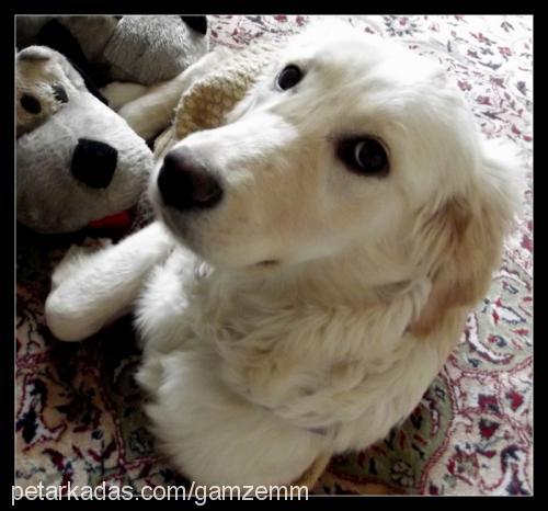 badem Dişi Golden Retriever