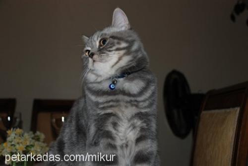 berİx Erkek British Shorthair