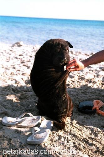 boogie Dişi Çin Shar-Pei