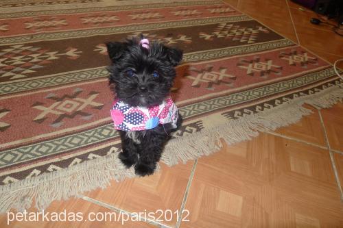 parİs Dişi Yorkshire Terrier