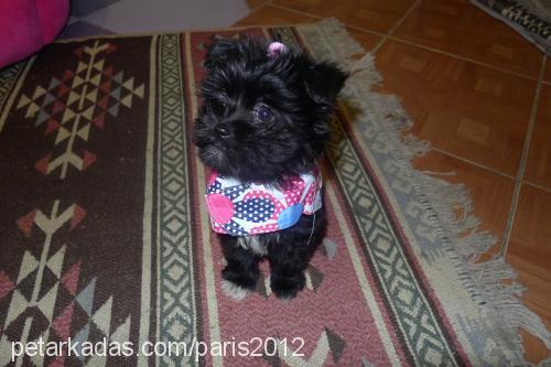 parİs Dişi Yorkshire Terrier