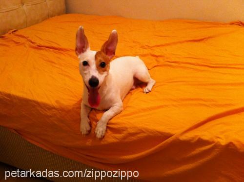 zippo Erkek Jack Russell Terrier