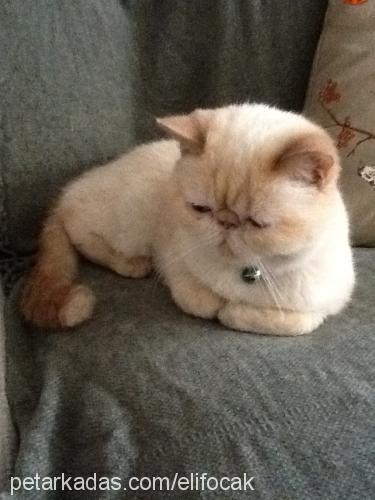 helloo Dişi Exotic Shorthair