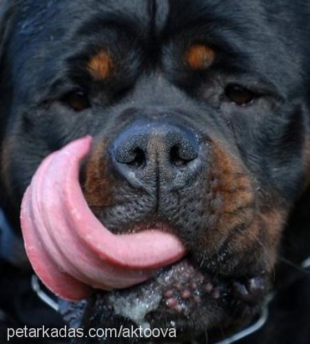 petra Dişi Rottweiler