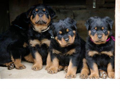 petra Dişi Rottweiler