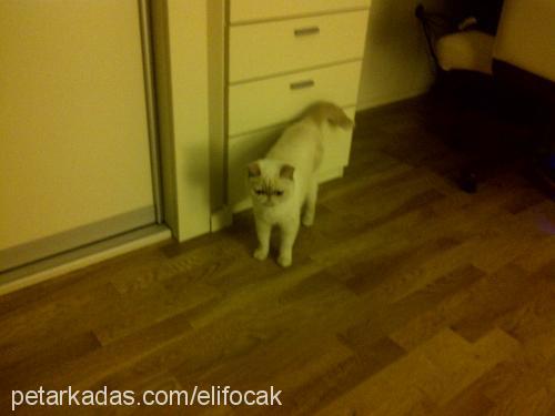 helloo Dişi Exotic Shorthair