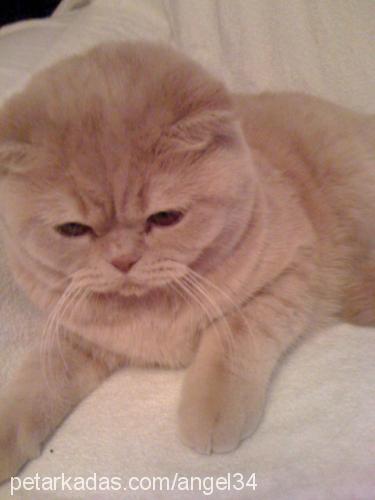 pudra Dişi Scottish Fold